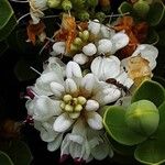 Veronica brachysiphon Flower