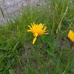 Scorzoneroides helvetica Flower