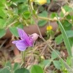 Lathyrus hirsutus Blüte