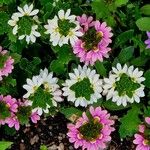 Scaevola aemula Flower