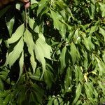 Quercus myrsinifolia Blatt