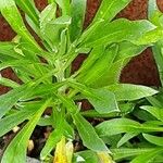 Erysimum odoratum Blad