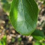 Cordia myxa Leaf