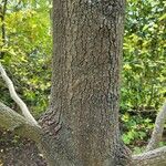 Magnolia acuminata Bark