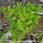 Lonicera nigra Habit