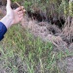 Setaria sphacelata Celota