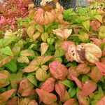 Nandina domestica Costuma