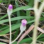 Gutenbergia rueppellii Flor