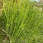 Ephedra foemineaFolla