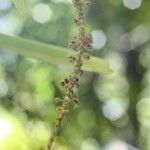 Oberonia disticha Meyve