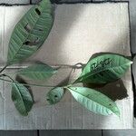 Tovomita longifolia 葉