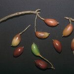 Siparuna decipiens Meyve