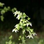 Sicydium tamnifolium Flower