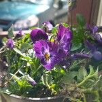 Viola cornuta Flor