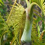 Hyophorbe lagenicaulis Flower