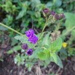 Gutenbergia cordifolia Bloem