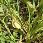 Ranunculus ophioglossifolius Feuille