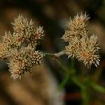 Polycarpaea corymbosa Квітка
