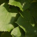 Tilia dasystyla List