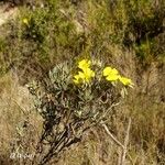 Helianthemum syriacum 叶