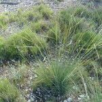 Stipa juncea Habit