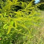 Solidago rugosa Kvet