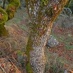 Quercus garryana Corteza