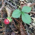 Potentilla indica Blatt