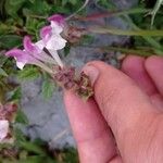 Scutellaria alpinaKukka