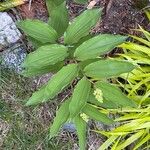 Maianthemum racemosum Kukka