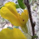 Cytisus hirsutus Flower