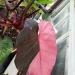 Philodendron erubescens Blatt