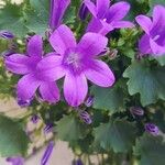 Campanula poscharskyanaFlower