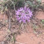 Allium bisceptrum Flor