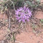 Allium bisceptrum Flower