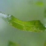 Elodea nuttallii Corteza