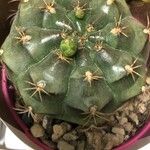 Gymnocalycium anisitsii Ліст