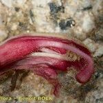 Orobanche gracilis Flor