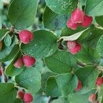 Cotoneaster fangianus Blatt