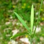 Lathyrus sphaericus Hoja