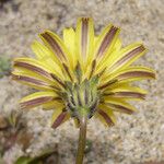 Agoseris apargioides Flor