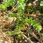 Cruciata pedemontana Leaf