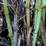 Reynoutria japonica Bark