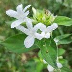 Barleria cristata花