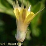 Catananche lutea Fruit