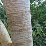 Betula ermanii Corteccia