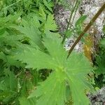 Aconitum septentrionale Yaprak