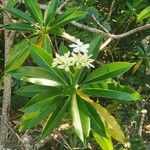 Cerbera manghas Blüte