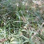 Verbena officinalis Habitus