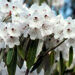 Rhododendron uvariifolium Flor